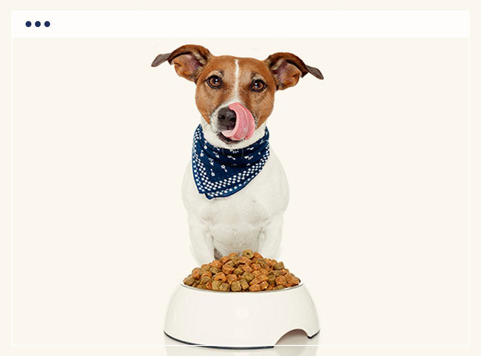 Pets Food Store Ready Made OpenCart Websites
